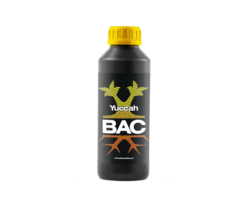 BAC BAC  Yuccah