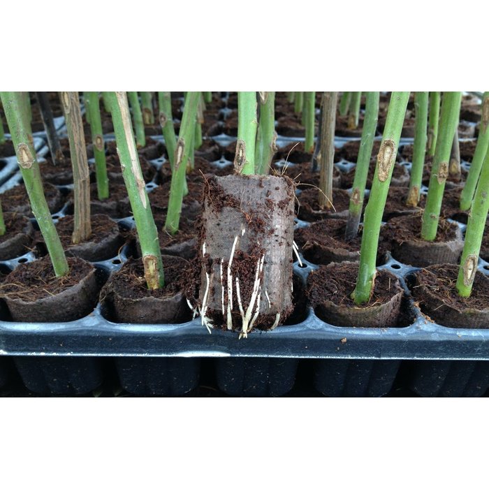 Rhizopon Rhizopon Stekpoeder - 25gr of 80gr