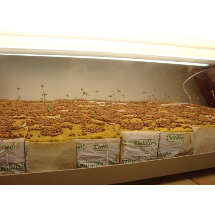 Cultilene Cultilene Stekblok - 40x40x40mm (1st.)