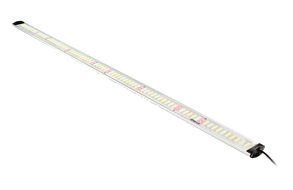Apollo Apollo LED Falcon afbeelding