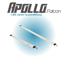 Apollo Apollo LED Falcon