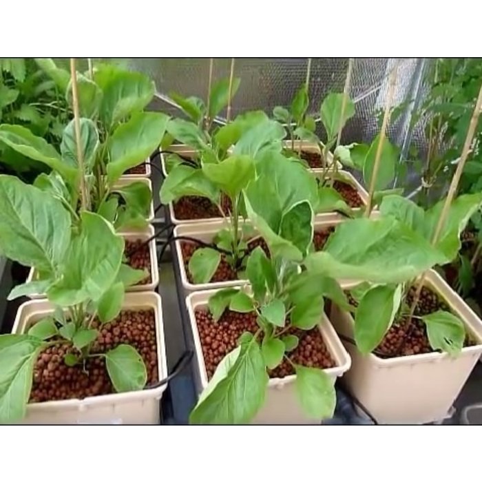 Terra Aquatica (T.A) ~ GHE Terra Aquatica - GroRox - Kleikorrels 50ltr