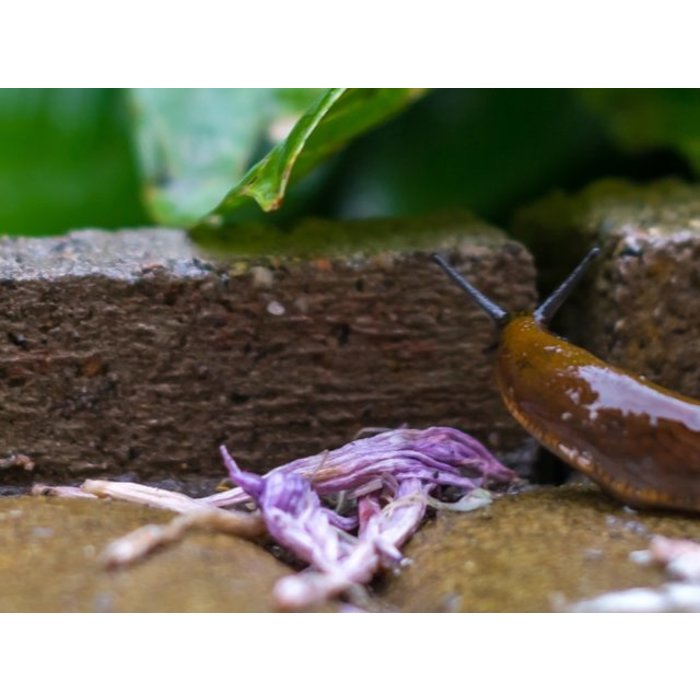 Pokon Pokon Bio Tegen slakken korrels