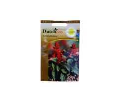 Dutch Pro Dutch Pro - Scarlet Sage