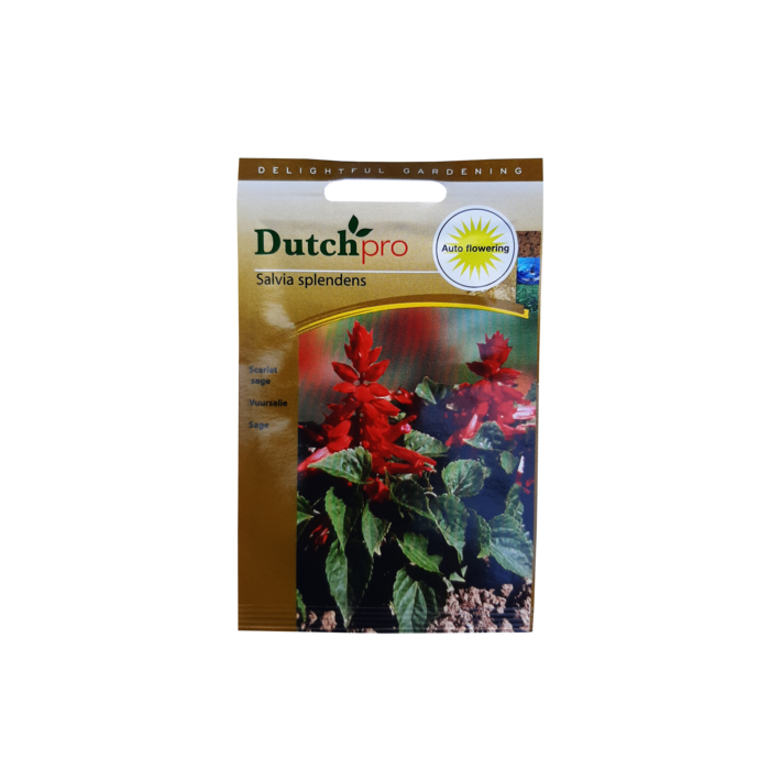 Dutch Pro Dutch Pro - Vuursalie ~ Salvia Splendens