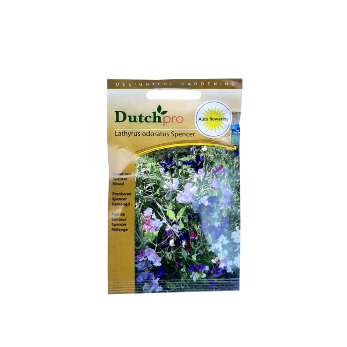 Dutch Pro Dutch Pro - Sweet Pea Spencer Mixed ~ Lathyrus Odoratus Spencer