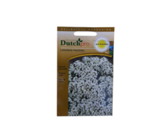 Dutch Pro Dutch Pro - Sneeuwtapijt