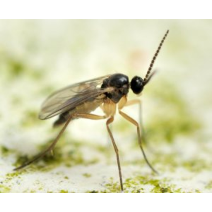 Brimex BioBest Brimex - BioBest Kaart | Varenrouwmug ~ Biologische Bestrijding