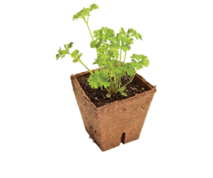 Jiffy Jiffy Vezel Pot 10 Stuks - 8 x 8 x 8cm