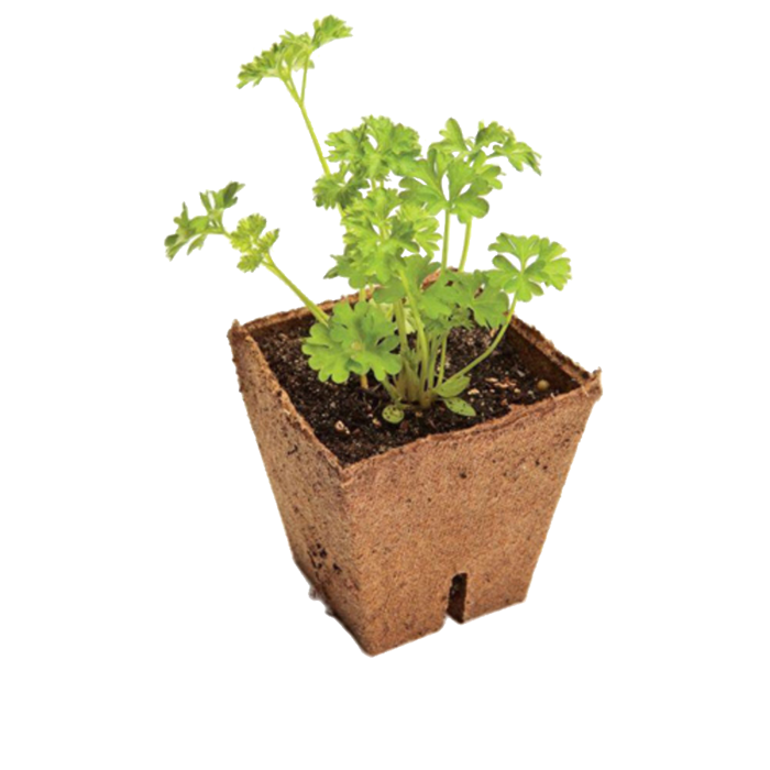 Jiffy Jiffy Fiber Pot 10 Pieces - 8 x 8 x 8cm ~ Pregrowth Pots