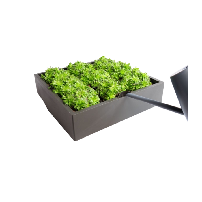 Karoo Karoo Green Wall ~ Plants Container 40 x 40 x 14 cm