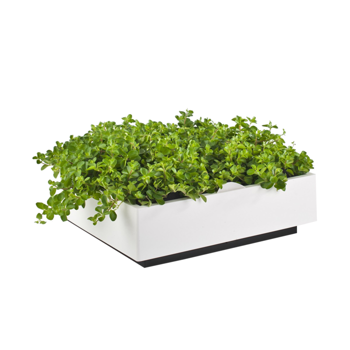 Karoo Karoo Groene Wand ~ Plantenbak 40 x 40 x 14 cm