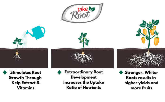 take root benfits