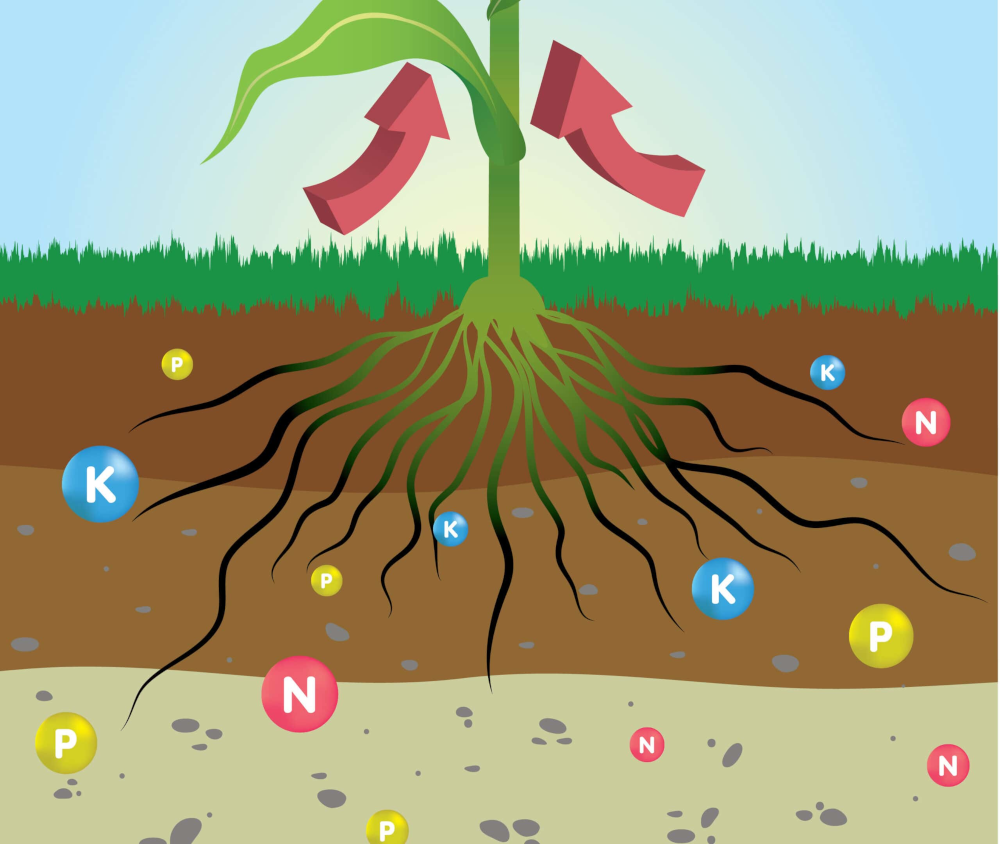 Plantenvoeding - NPK