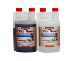 Canna Canna COGr Flores