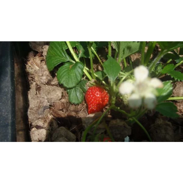 Agra-Wool Agra-Wool KWX-1 | 2 zakken - 160 liter