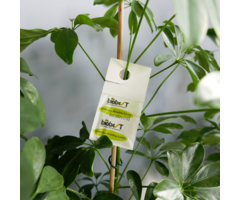 Brimex BioBest Brimex BioBest - Californicus Breeding System