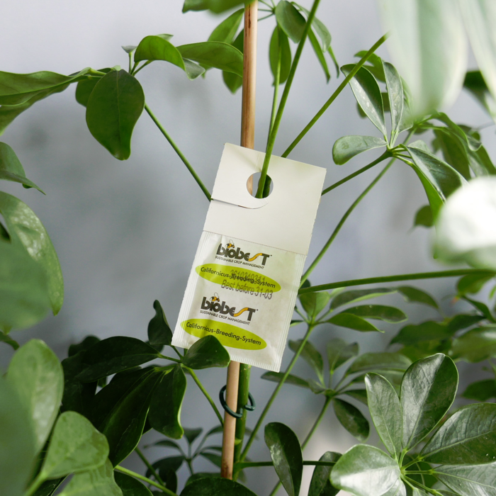 Brimex BioBest Brimex BioBest - Californicus Breeding System (Preventief Spint Bestrijden)