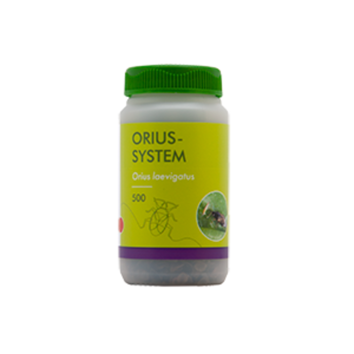 Brimex BioBest Brimex BioBest - Orius System (Roofwantsen tegen Trips)
