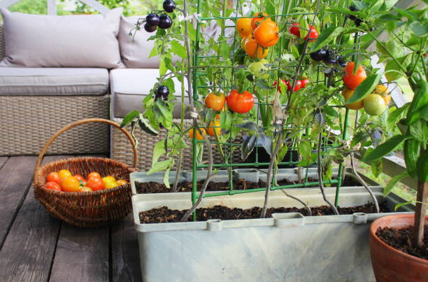 Wat is Urban Gardening en wat heeft u nodig?