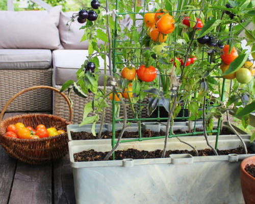 What is Urban Gardening and what do you need?