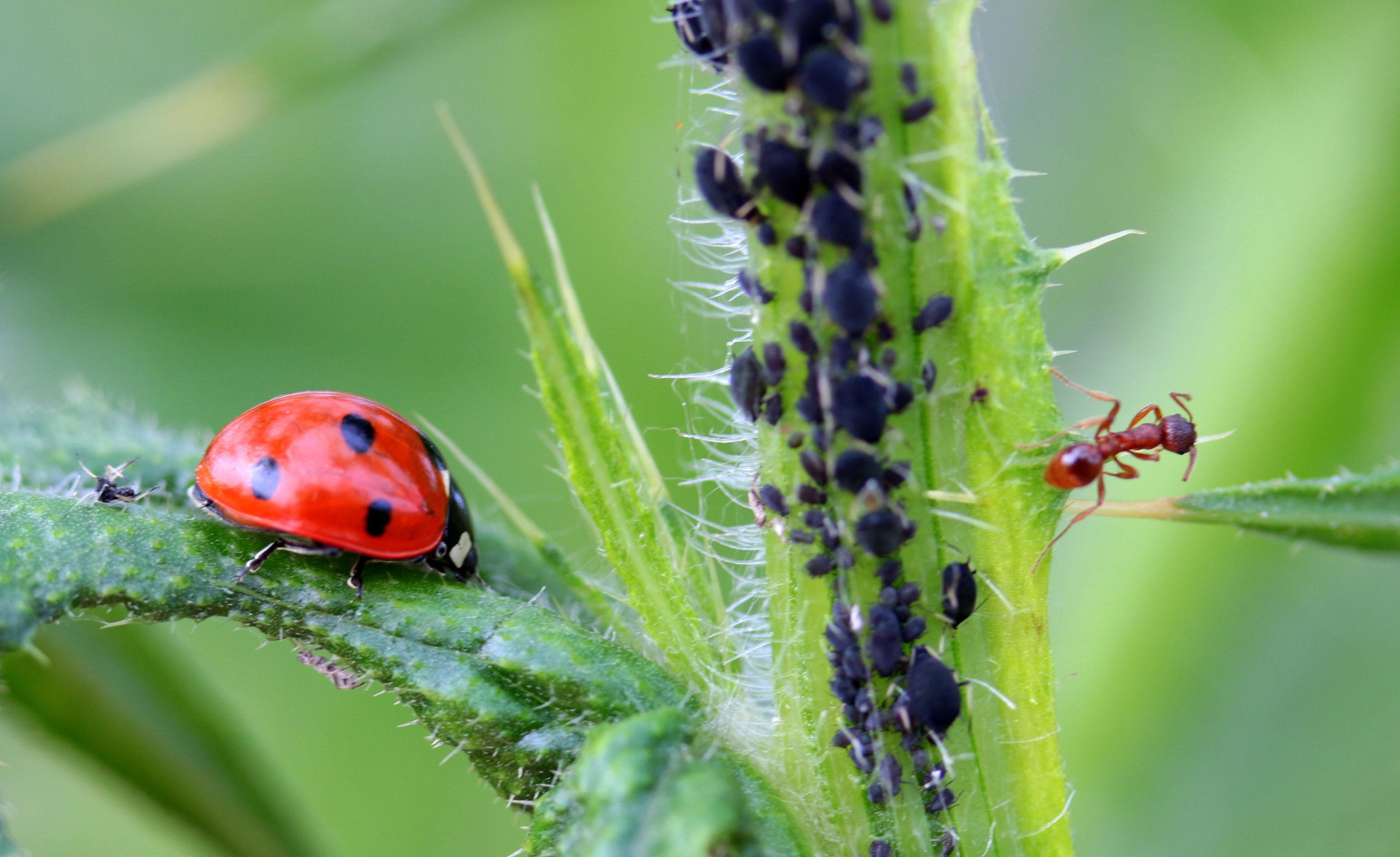 Biologische bestrijding van insecten