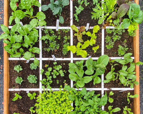 Your own Vegetable Garden