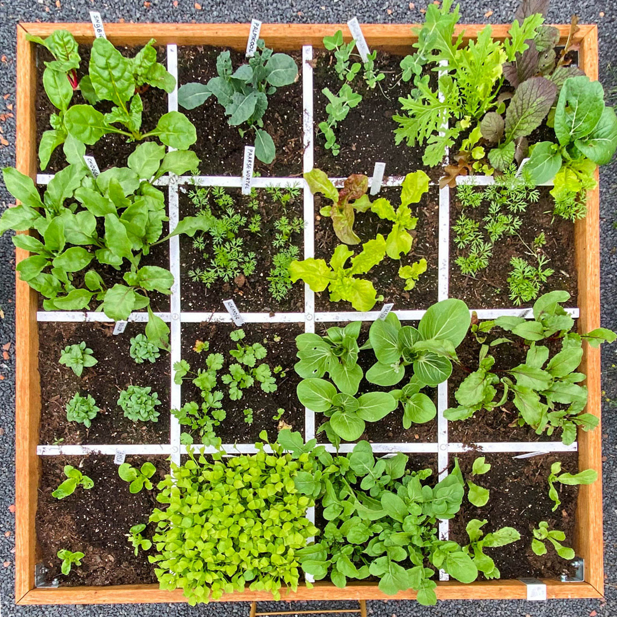 Your own Vegetable Garden