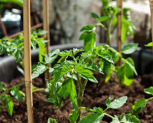 Bamboestokken in de tuin - een veelzijdige en duurzame oplossing