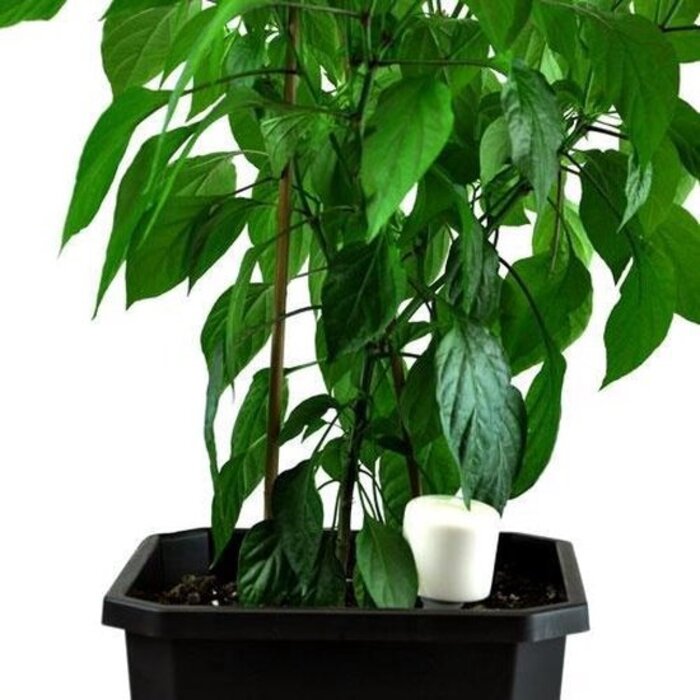 Blumat Blumat Protective cover for digital tensiometer