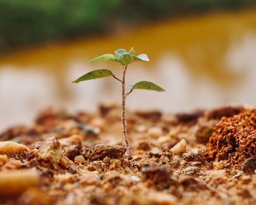 Efficiëntie en innovatie: de opkomst van LED kweeklampen