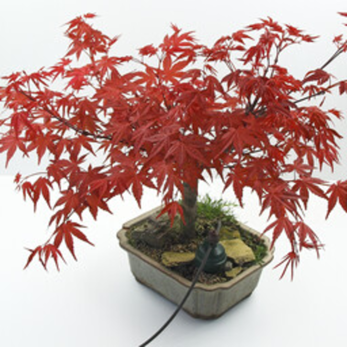 Blumat Blumat Tropf Bonsai | Humidity sensor