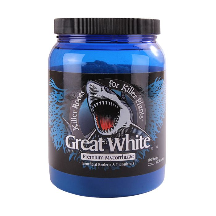 Great White Great White afbeelding