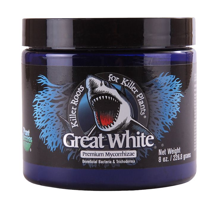 Great White Great White | Mycorrhizae