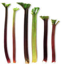 De Rabarberplant