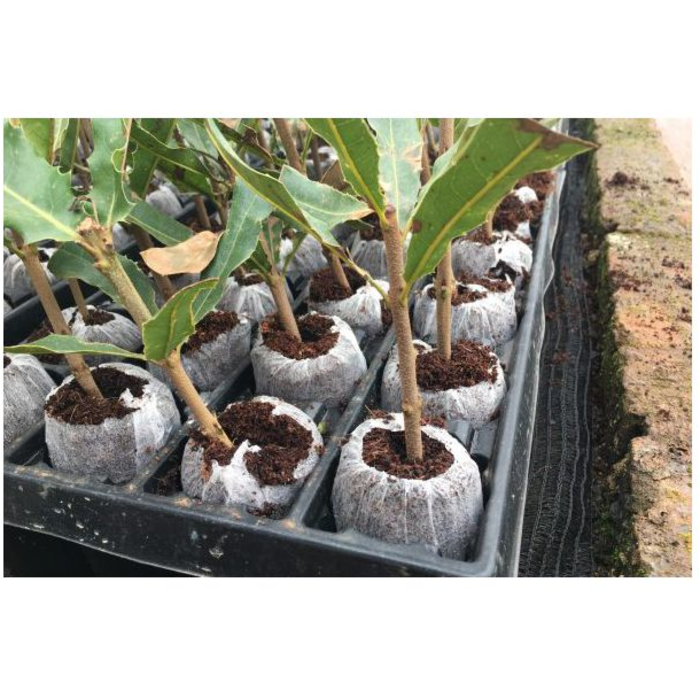 Jiffy Jiffy | 100% Organic | Plug | 1000 pcs