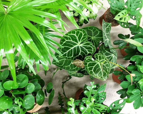 Top 5 trendy kamerplanten voor een gezellige en gezonde woonomgeving