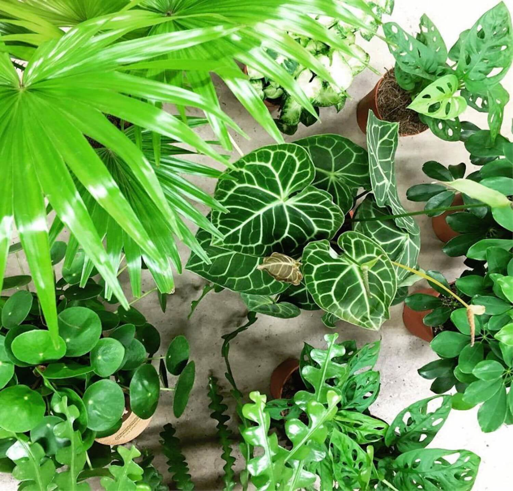 Top 5 trendy kamerplanten voor een gezellige en gezonde woonomgeving