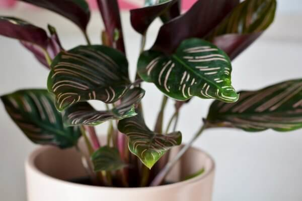 calathea