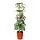 Garland Self-Watering Pot