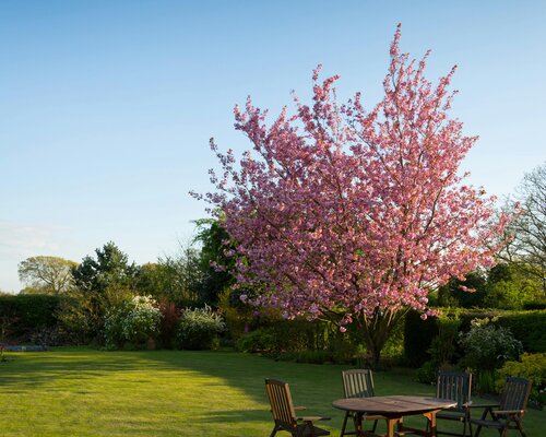 Zo creëer je een groene, onderhoudsvriendelijke tuin