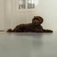 Gietvloer en huisdieren