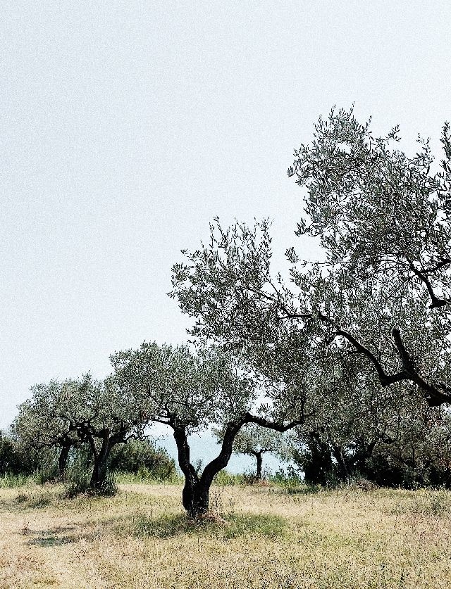 Olivenbäume als Lieferant für Olivenöl