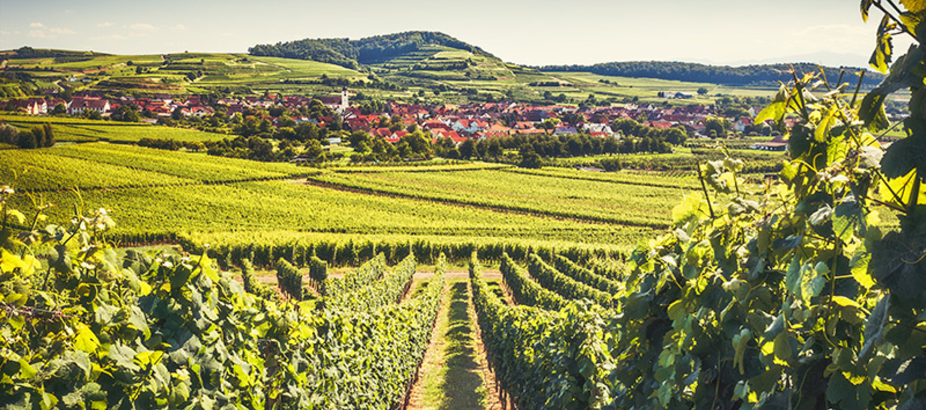 Weingüter in Deutschland