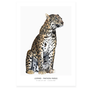 Art Print Leopard 40x50