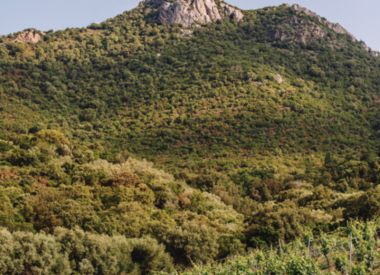 Corse - Domaine de Granajolo