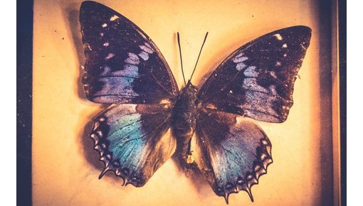 Insecten- en vlinderlijsten bij Brocantiek de Linde