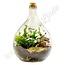 Plant terrarium "Urban Jungle - large"