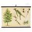 Botanische schoolplaat Larix decidua (Europese lork)