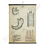 Anatomische schoolplaat 'Maag XIII'
